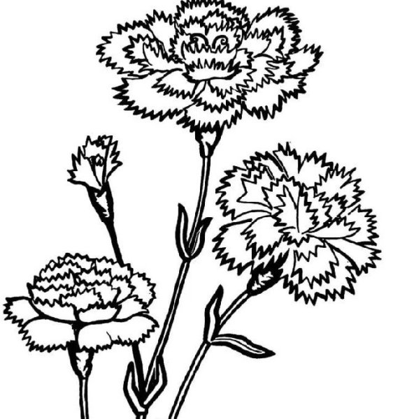 Гвоздика раскраска