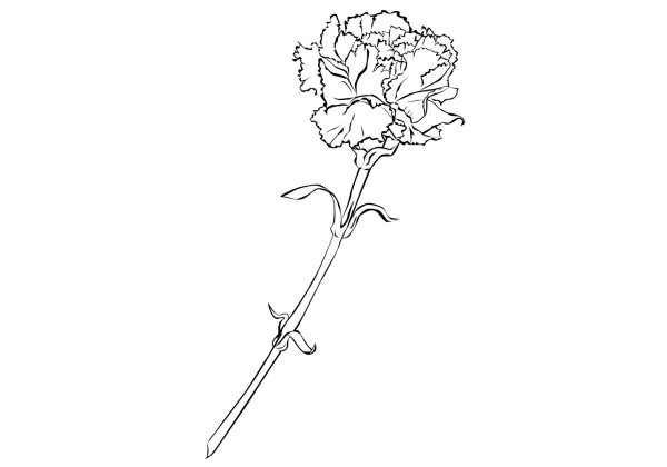 Гвоздика для раскрашивания