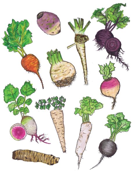 Овощные корнеплоды