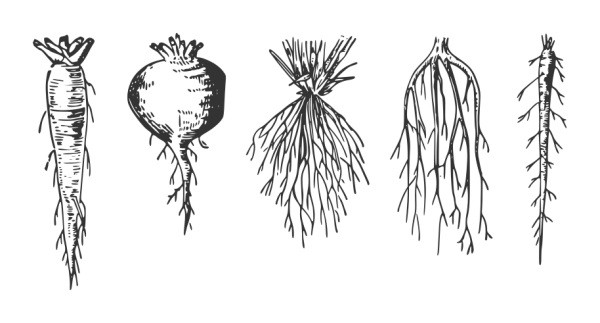 Корневая система моркови и свеклы