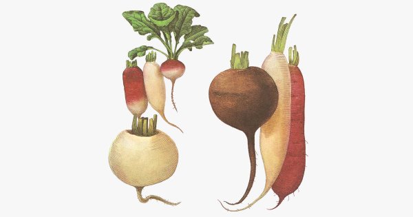 Овощи корнеплоды