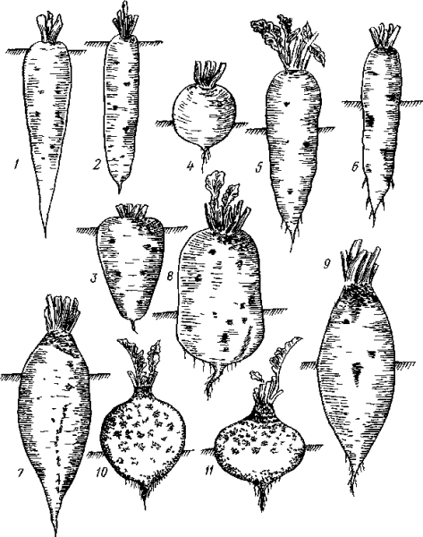 Корнеплоды, свекла, морковь, брюква, турнепс, кормовая репа