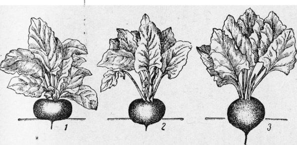 Корень свеклы