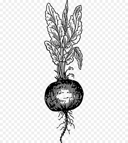 Корнеплоды для детей