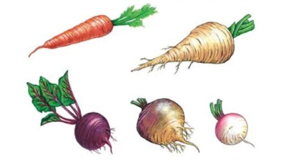 Корнеплод моркови это видоизмененный