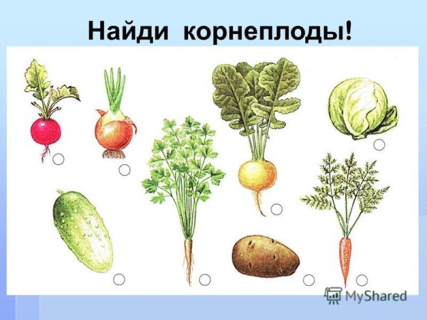 Корнеплоды презентация