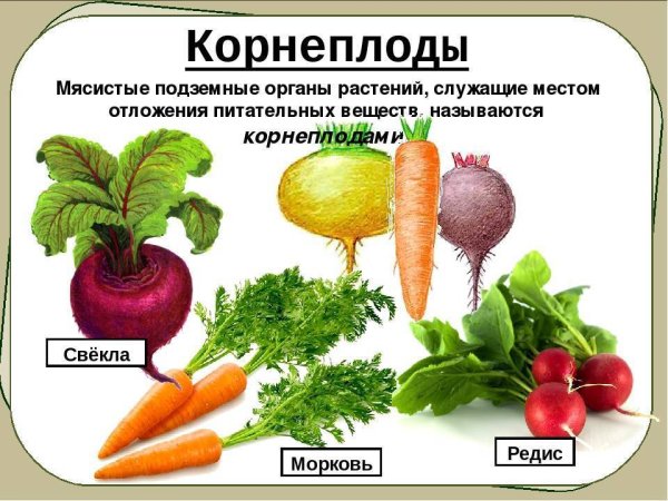 Корнеплоды крестоцветных