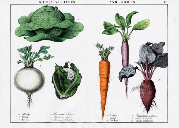 Корнеплоды и корнеклубни