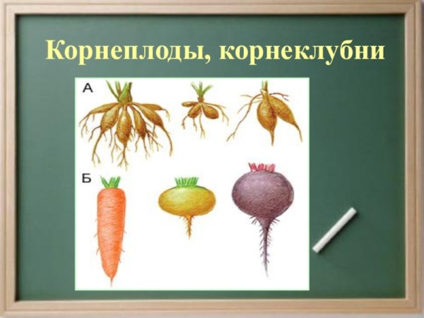 Корнеплоды раскраска