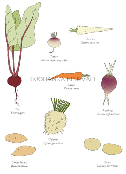Корнеплоды ботаника