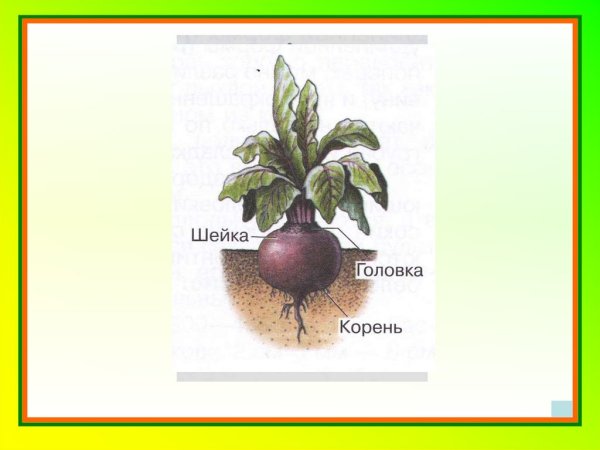 Овощи в графике