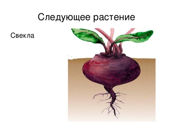 Мультяшный корнеплод