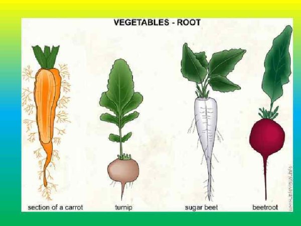 Мочковатая корневая система рисунок
