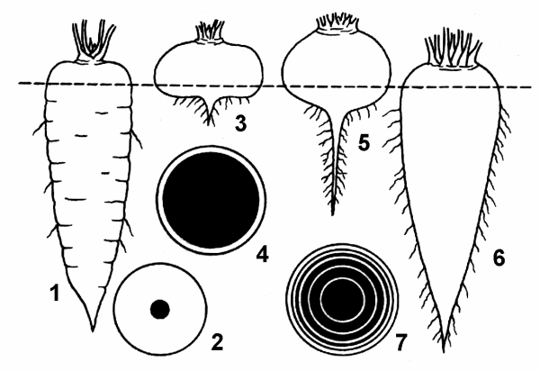 Корнеплоды моркови репы и свеклы