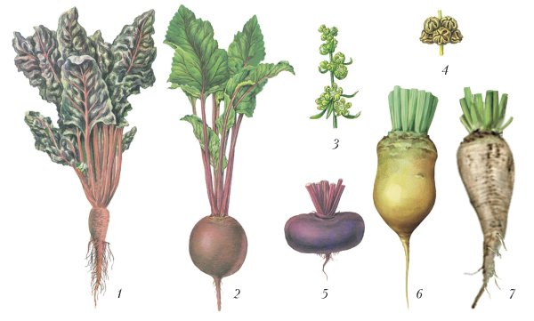 Ботаника морковь