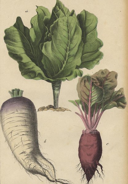 Овощи корнеплоды для детей