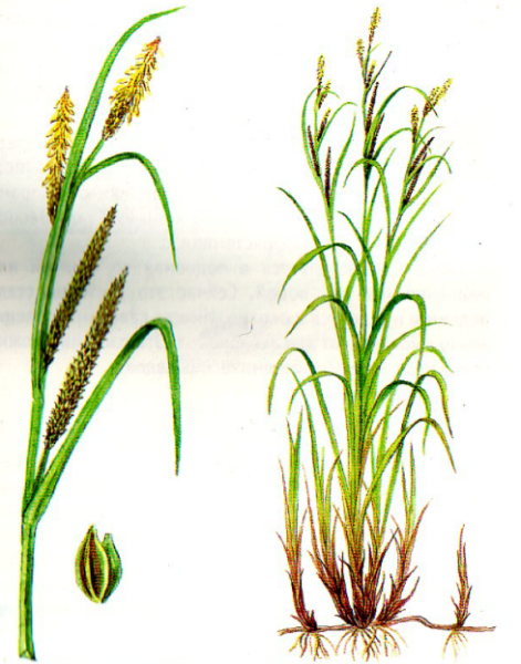 Осока повислая соцветия