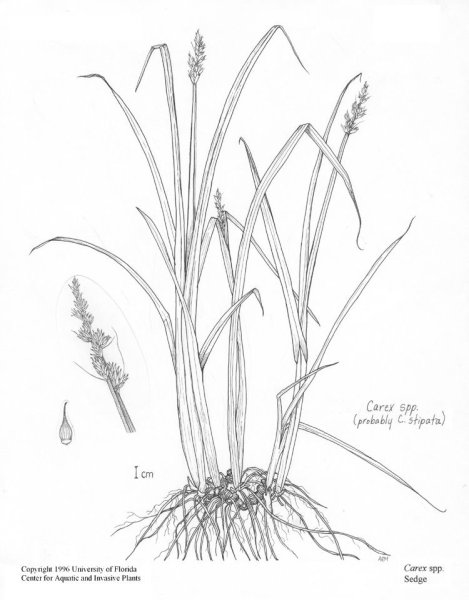 Осока Малышева