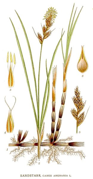 Издание "Северная Флора" к.Линдман