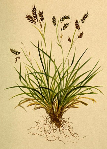 Осока разрезная