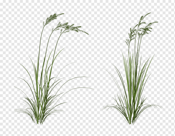 Осока малоплодная