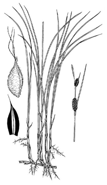 Осока Степная Carex stenophylla