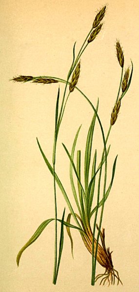 Корневище осоки