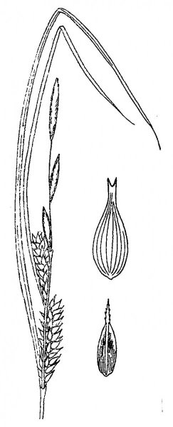 Осока трава