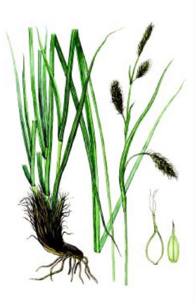 Осока прямостоячая