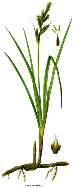 Трава Осока рисунок
