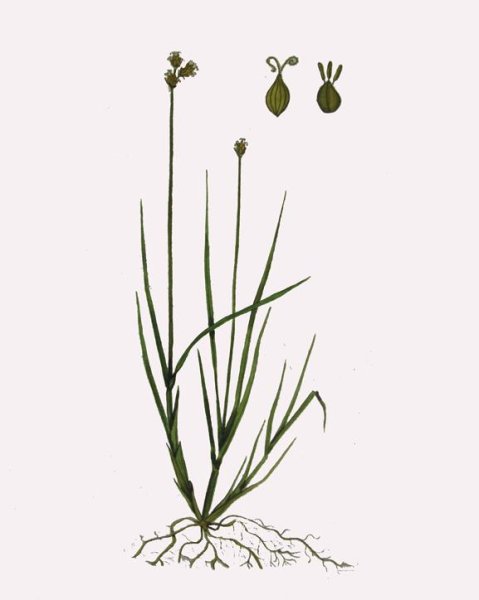 Осока растение поникающая