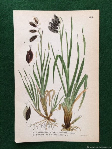 Овсяница бороздчатая