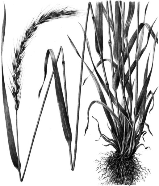 Carex vesicaria гербарий