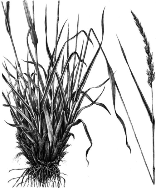 Меч трава черно белое