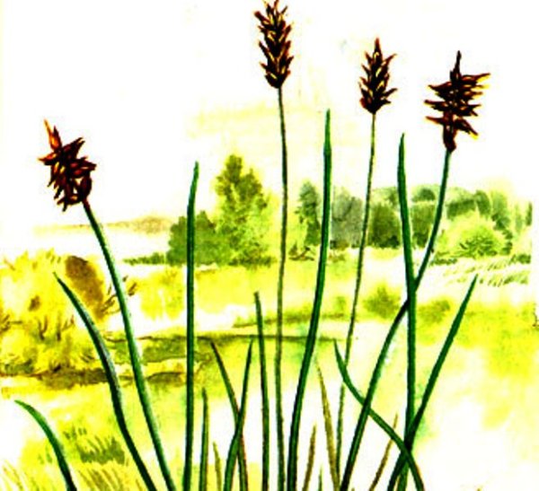 Меч трава рисунок