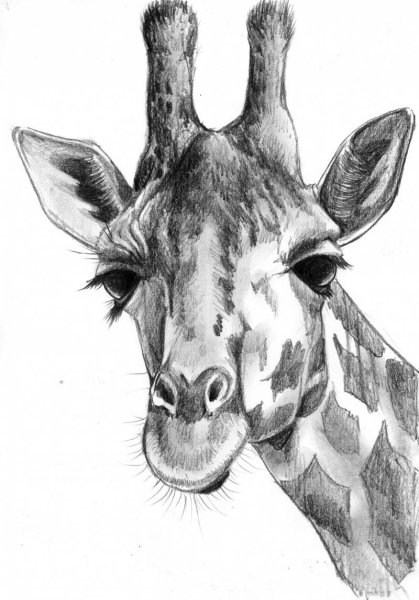 Мордочка жирафа