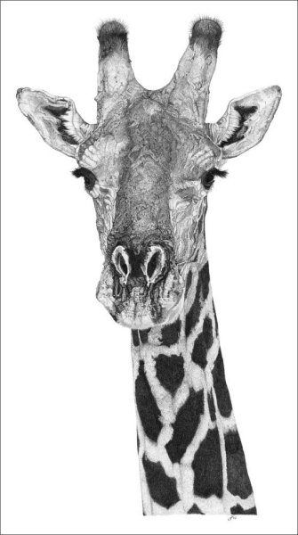 Голова жирафа для срисовки