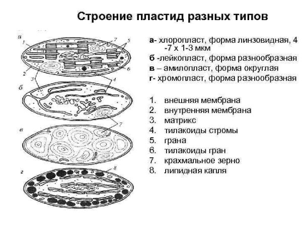 Схема строения хлоропласта растительной клетки