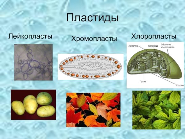 Хлоропласты хромопласты лейкопласты