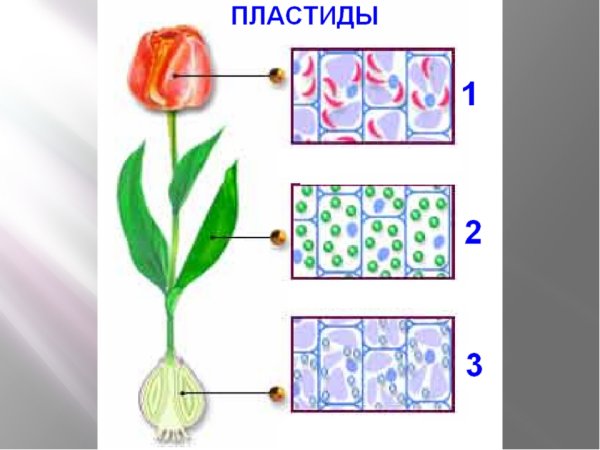 Пластиды схематическое изображение