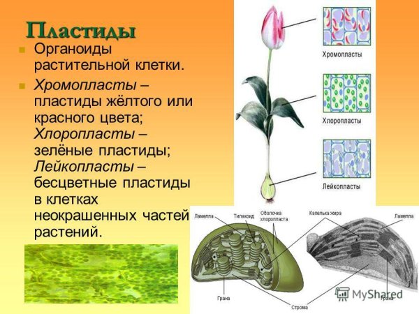 Пластиды хлоропласты хромопласты лейкопласты рисунок