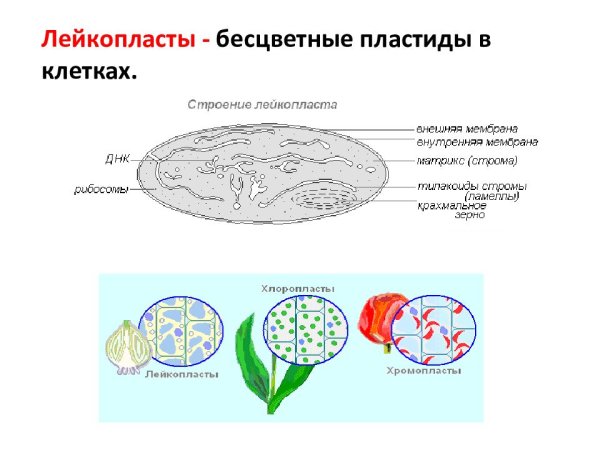 Растительная клетка с хлоропласты хромопласты лейкопласты
