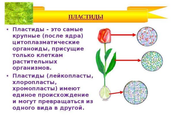 Растительная клетка пл