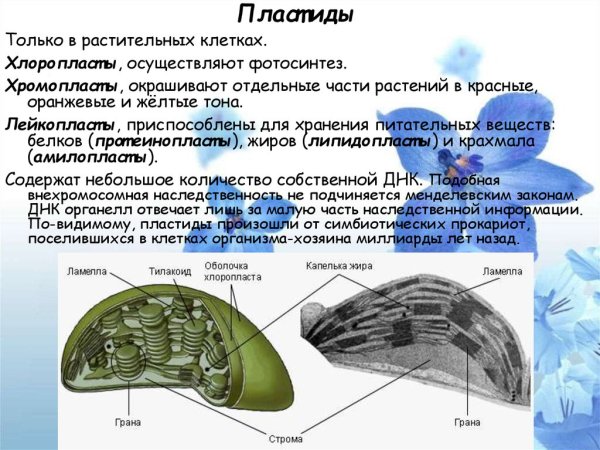 Пластиды пигменты пластид