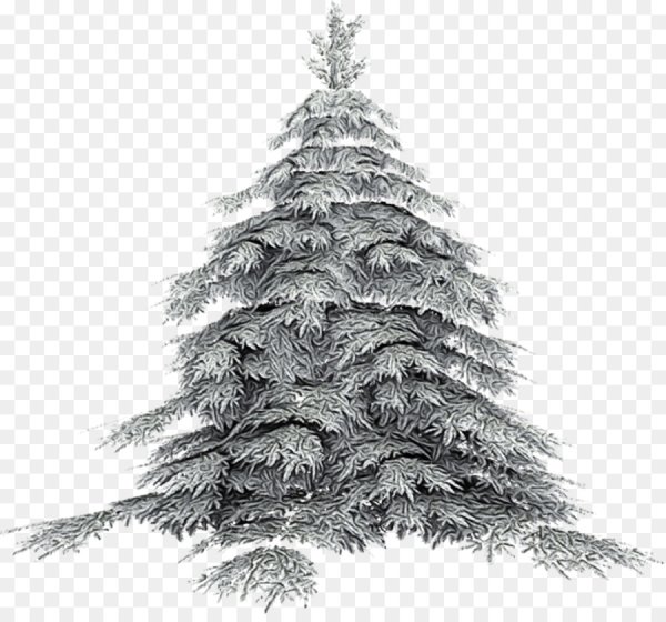 Зимняя ель на прозрачном фоне