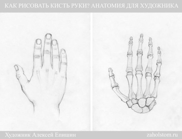 Схема рисования кисти руки человека