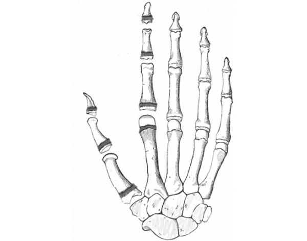 Кости кисти анатомия
