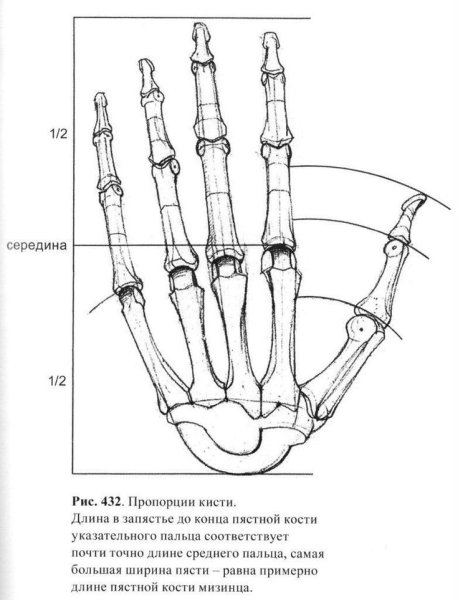 Скелет кисти Баммес