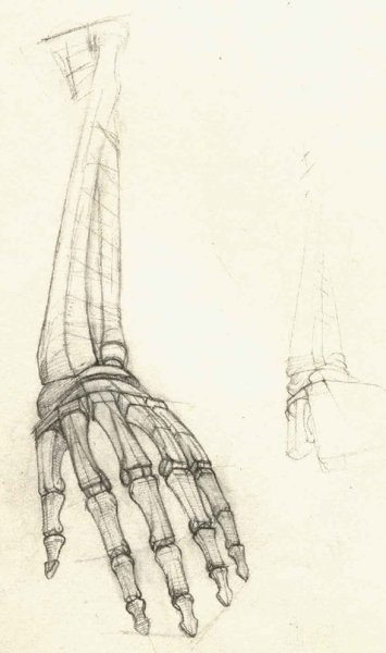 Баммес кисти рук