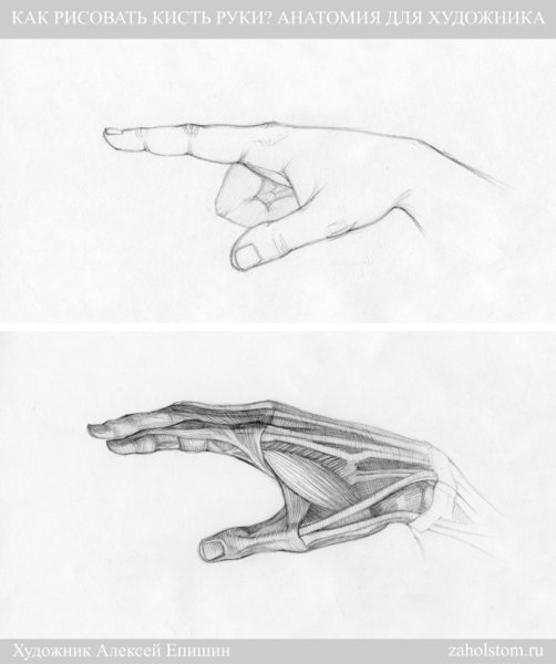 Анатомия руки для художников